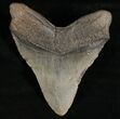 Nice Megalodon Tooth - South Carolina #7482-2